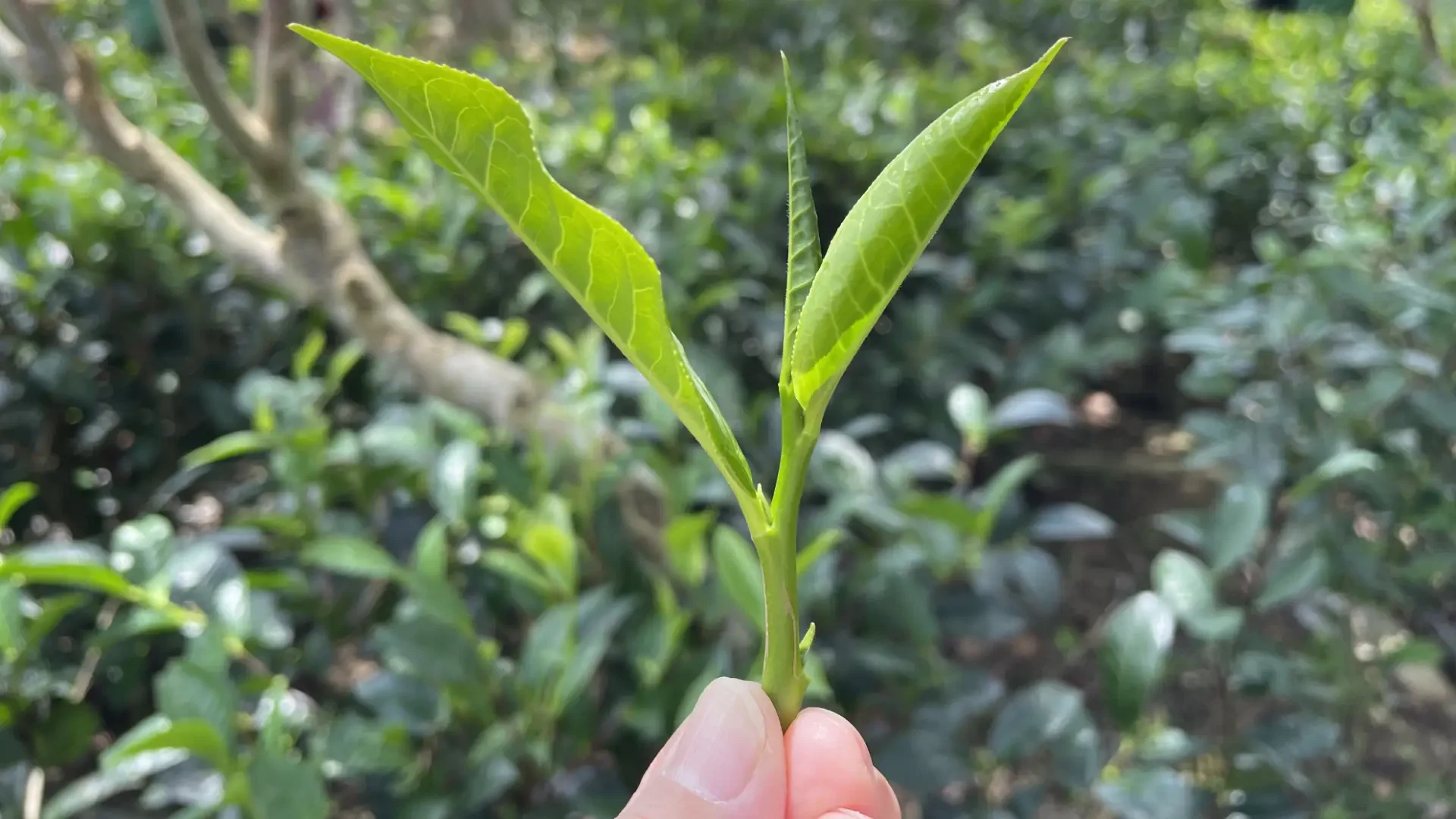 A sustainable tea garden landscape