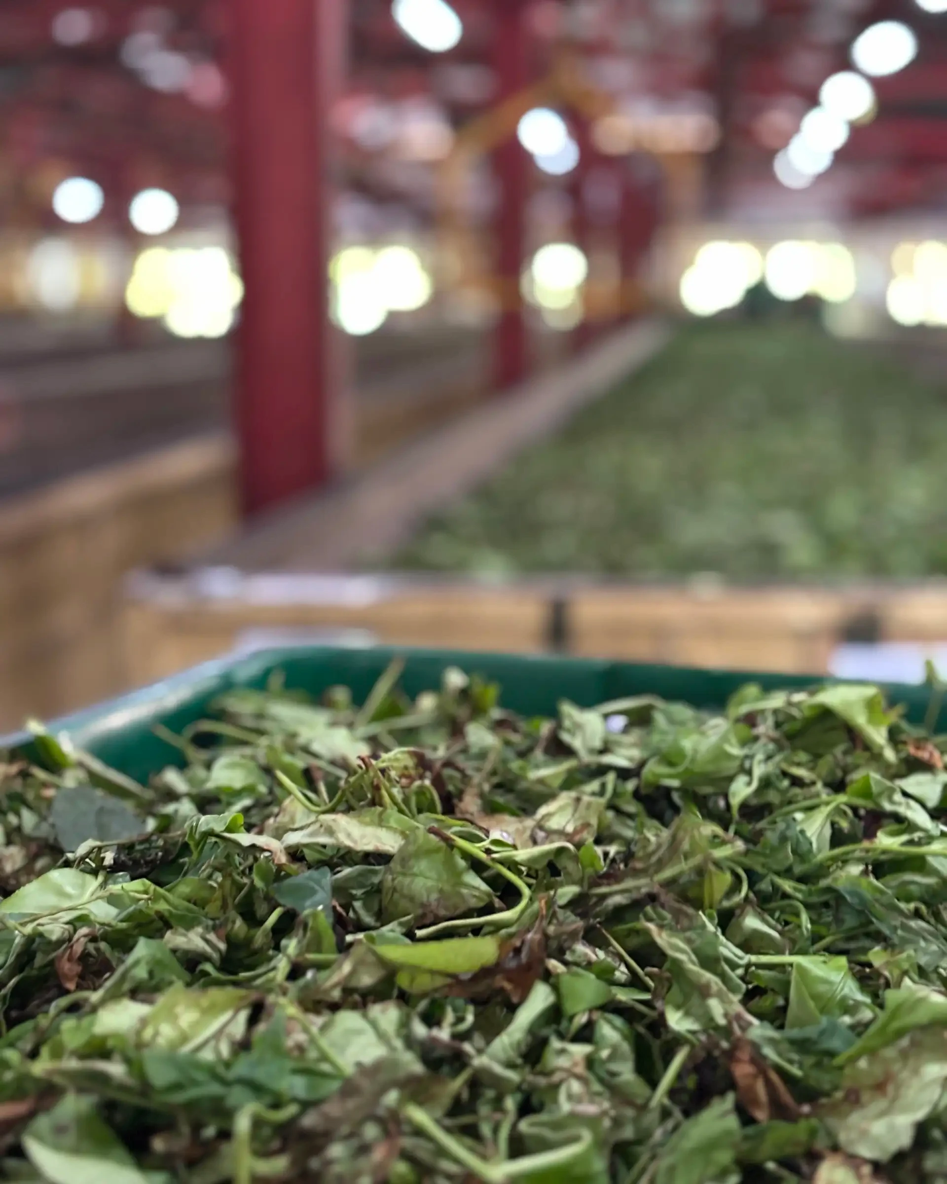 Fresh Ceylon tea leaves