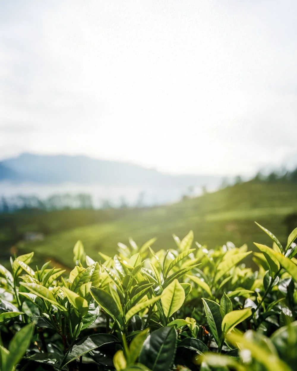 朝の光に包まれた茶畑