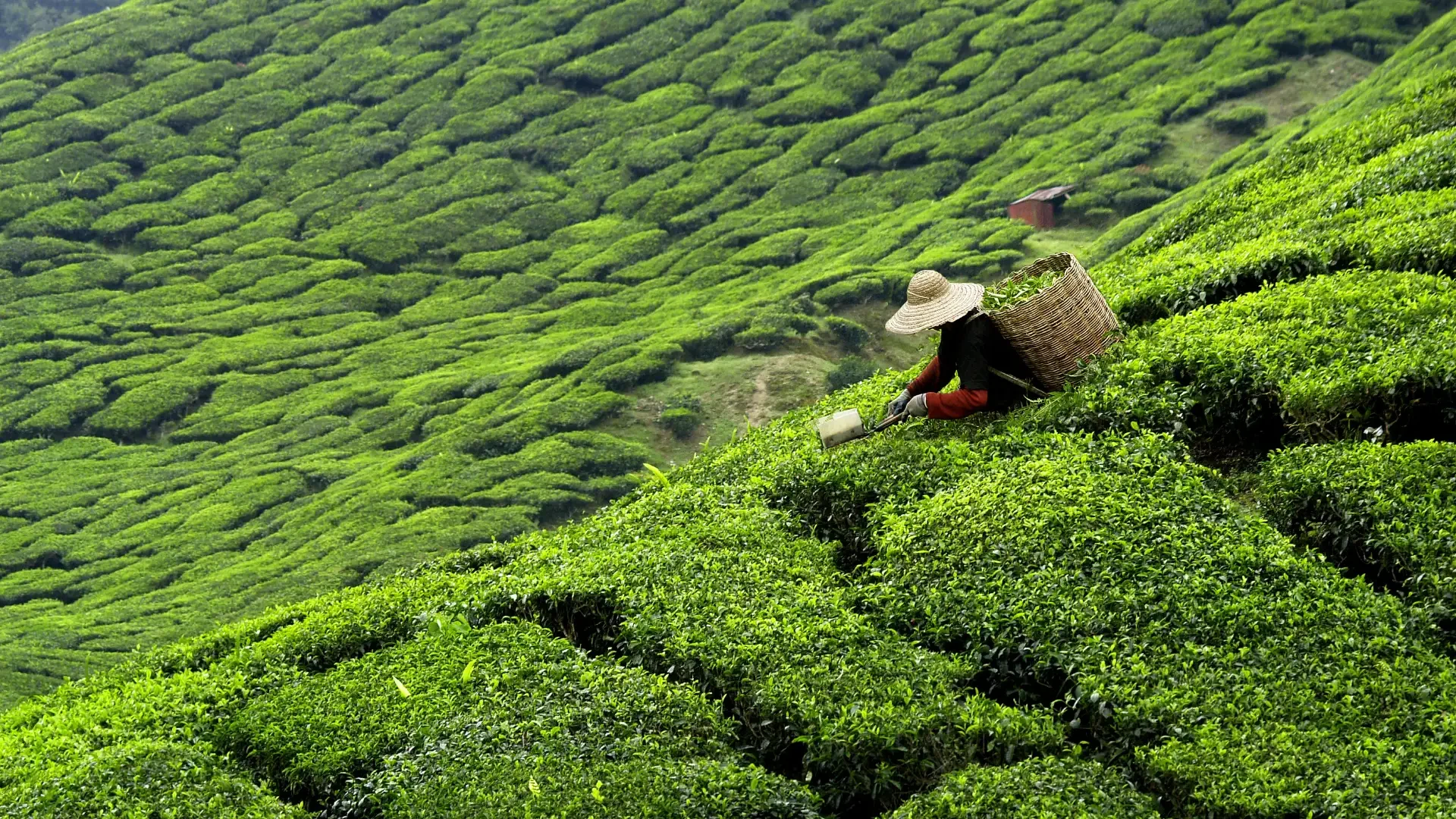 Tea leaves carefully hand-picked in the Sri Lankan tea fields